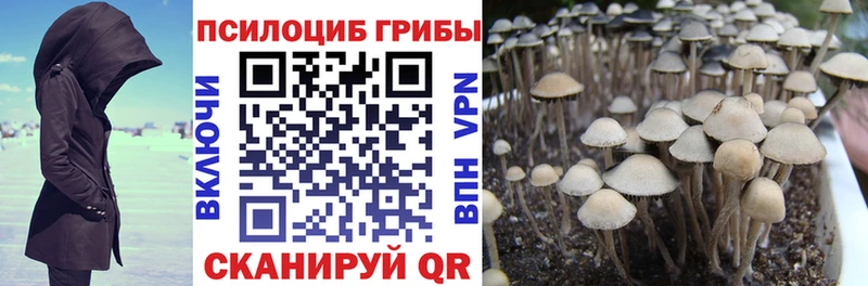 Купить где  Шатура  Галлюциногенные грибы Psilocybine cubensis 